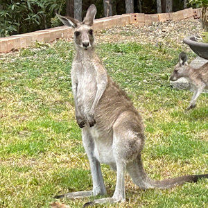 Meet your Posher, Louisa